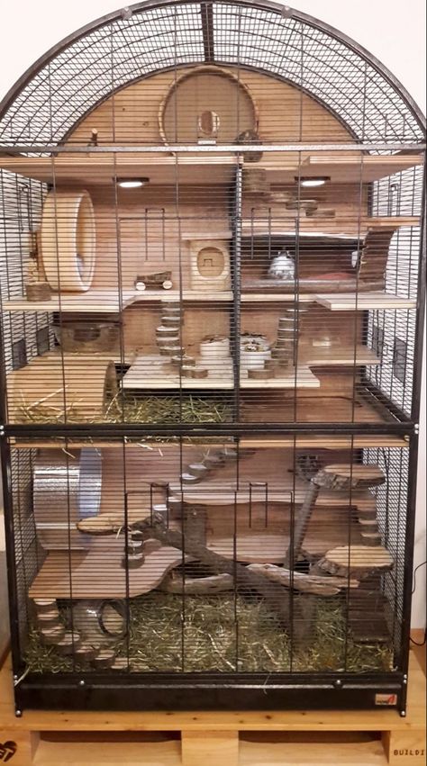 Chipmunk Cage Ideas, Rat House Ideas, Pet Rat Enclosures, Hamster Home Diy, Diy Rat Enrichment, Pet Squirrel Cage Ideas, Critter Nation Cage Ideas, Chinchilla Cage Ideas Diy, Mouse Cage Ideas