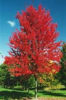 Acer glabrum ~ Rocky Mountain Maple ~ zone: 3 ~ size: 20' Tall and 15' W Colorado Homestead, Maple Tree Landscape, Colorado Gardening, Autumn Blaze Maple, Plant Reference, Acer Rubrum, Landscape Layout, Plant Types, Red Maple Tree