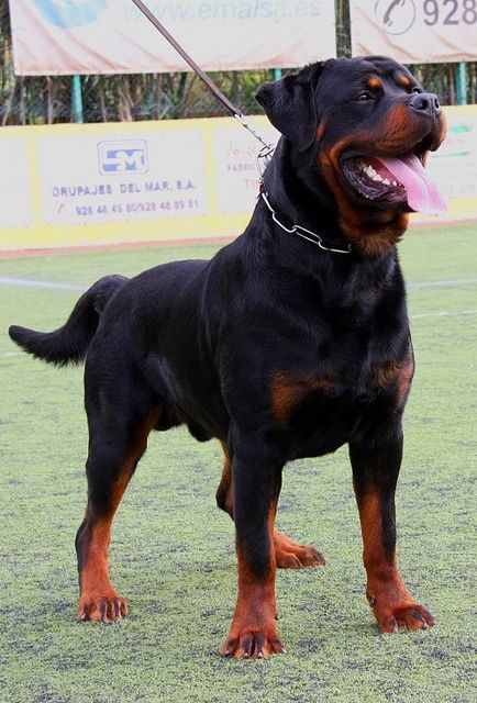 Rotweiler: Big, intimidating, pretty colors, believes that it is a lap dog haha Rott Weiler, Blue Doberman, Rottweiler Dog Breed, Rottweiler Breed, Shepherd Dog Breeds, Sweet Dog, Cute Dog Collars, Dog Stuffed Animal, Rottweiler Dog