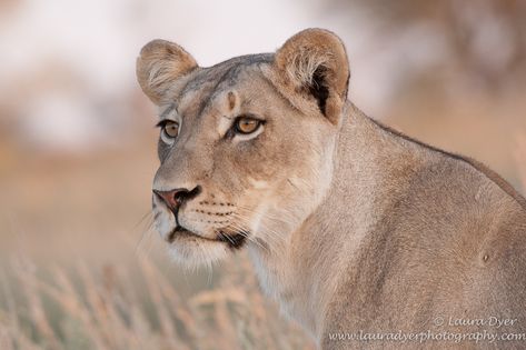 Lioness Reference, Lioness Photography, Lioness Portrait, Lioness Tattoo, Female Lion, Lion Photography, Warrior Cats Art, African Lion, Lion Mane