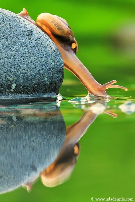 Long cool drink Foto Macro, Nature Animals, Top View, Macro Photography, Natural World, Amazing Nature, Beautiful Creatures, Animal Kingdom, Animal Photography