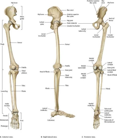 Leg Bone Anatomy, Leg Bones Anatomy, Human Bone Anatomy, Hip Anatomy, Bone Anatomy, Legs Drawing, Human Skeleton Anatomy, Leg Anatomy, Human Muscle Anatomy