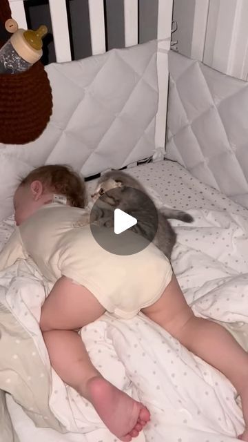 Baby Kitten Videos, Kitten Videos, Crafts To Do When Your Bored, Cold Heart, Cat Model, Kitten Gif, Baby Kittens, 1k Views