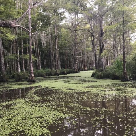 Swamp Tours, Swamp Thing, Beauty Drawings, Bald Cypress, Southern Gothic, Cypress Trees, Go To School, Leaving Facebook, Beach Beauty