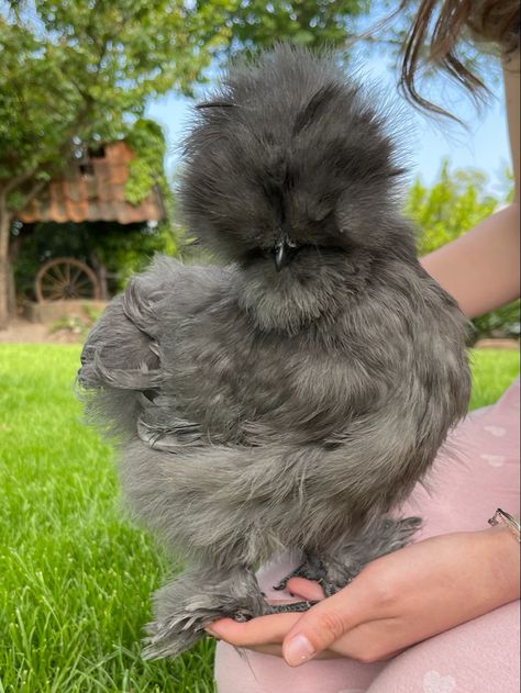 Blue silkie puller Silky Chickens, Fluffy Chickens, Silkie Hen, Fluffy Chicken, Chicken Images, Dream Pet, Silkie Chickens, Sagittarius Quotes, Animal Reference