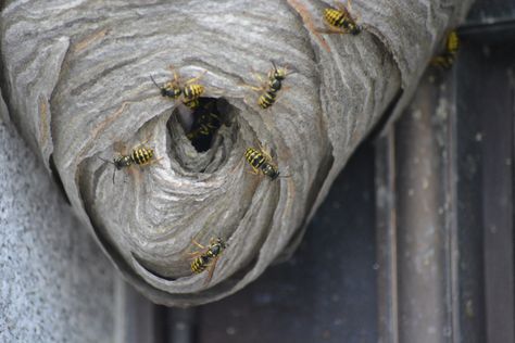 How To Get Rid of Yellow Jackets in 4 Steps - Today's Homeowner Fake Wasp Nest, Wasp Catcher, Wasp Nest Removal, Backyard Ecosystem, Get Rid Of Wasps, Growing Mint, Hornets Nest, Wasp Nest, Bee Sting