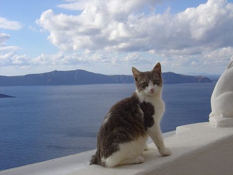 The Aegean cat is a naturally occurring landrace of domestic cat originating from the Cycladic Islands of Greece. Development as a formal breed began in the early 1990s by breeders in the fledgling Greek cat fancy, but the variety has yet to be recognized by any major fancier and breeder organization. It is considered to be the only native Greek variety of cat. Cat Gray And White, Aegean Cat, Greek Cats, Cat Types, American Bobtail Cat, Purebred Cats, American Bobtail, Bobtail Cat, Health Pictures