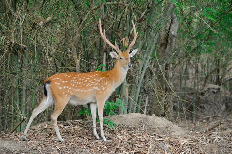 Sika deer in forest. Sika deer stand alone in the forest #Sponsored , #ad, #AD, #Sika, #forest, #stand, #deer Deer In Forest, Motion Graphics Logo, Sika Deer, Animal Reference, Portfolio Template Design, Deer Stand, Portfolio Template, Deer Antlers, Drawing Practice