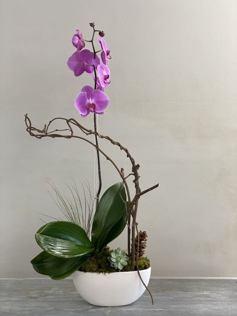 Orchids Arrangements, Kiwi Vine, Room Nook, Living Room Nook, Orchid Flower Arrangements, Orchid Planters, Orchid Arrangements, Pink Orchids, Orchid Flower