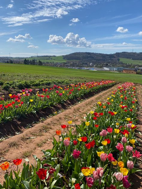 Tulips Tulip Farm Aesthetic, Farm Aesthetic, Tulip Farm, Birthday Plans, Birthday Planning, 2025 Vision, Future Life, Tulips, Vision Board