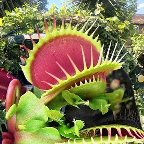 Venus Mcflytrap, Venus Flytrap, Fly Trap, Pool Noodle, Home Garden Plants, Monster High Characters, Venus Fly Trap, Fly Traps, Plant Aesthetic