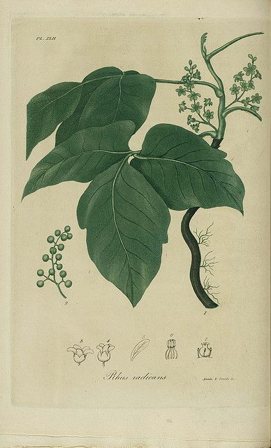 Poison Ivy  #diarioconceptivo #dailyconceptive Ivy Draw, Poison Ivy Tattoo, Ivy Plant Indoor, Poison Ivy Plants, Ivy Tattoo, Indian Medicine, Ivy Flower, Ivy Plant, Ivy Plants