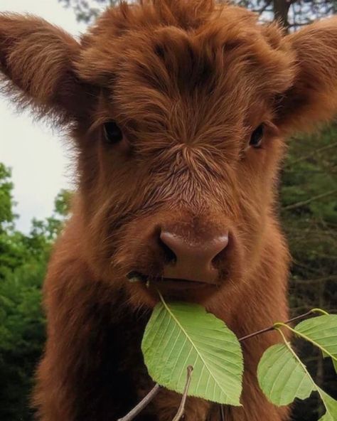 Cute Cow, Cow, Forest, Green, Animals, On Instagram, White, Instagram