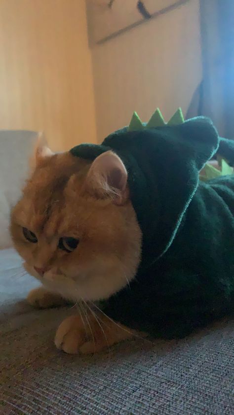 Cat In Dinosaur Costume, Dinosaur Costume, Cat Costumes, Cat Diy, Matching Pfp, My Room, Animals, Quick Saves