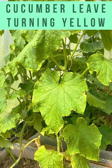 Cucumber leaves turning yellow is a signal that your cucumber plant needs a bit of help to get back to full health. Yellowing leaves on cucumber plants are usually your first sign that they’re underfed, diseased, or being prey upon by parasites. Some of these problems can be cured easily, but unfortunately others can only be chalked up to experience. Cucumber Leaves Turning Yellow, Yellow Cucumber, Cucumber Plants, Plant Leaves Turning Yellow, Cucumber Plant, Yellow Leaves, Grow Your Own Food, Veggie Garden, Plant Needs