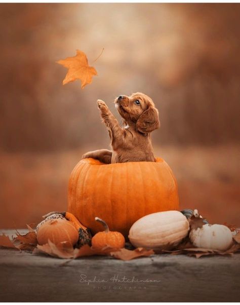 Fall Dog Photos, Pet Poses, Autumn Dogs, Dog Emotions, Fall Collage, Autumn Animals, Puppy Photography, Collage Pictures, Cute Dogs Images