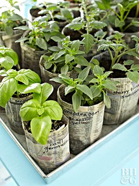 Get a jump start on the gardening season. Newspaper Pots, Herbs Growing, Indoor Vegetables, Diy Garden Fountains, Paper Pot, Brick Garden, Starting Seeds Indoors, Indoor Vegetable Gardening, Have Inspiration