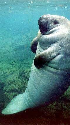 Manatees! In The Ocean, The Ocean, Swimming, Water