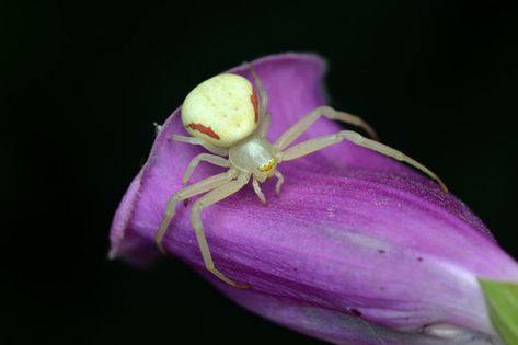 Flower Spider, Flower Crab, Crab Spider, Arachnids, Little Animals, Cute Little Animals, Spiders, Scandinavia, Our World