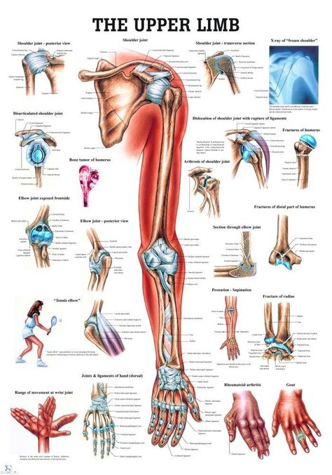 The #upper_limb has a wide range of precise movements associated with it to allow us to effectively interact with our environment, the 6 main joints covered here are the #sternoclavicular, #acromioclavicular, #shoulder, #elbow, #radioulnar, and #wrist_joints. Joints Of Upper Limb, Upper Extremity Anatomy, Anatomy Upper Limb, Body Organs Diagram, Wrist Anatomy, Upper Arm Exercises, Anatomy Guide, Upper Limb Anatomy, Limb Anatomy