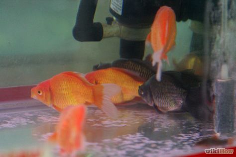 Goldfish Aquarium, Fancy Goldfish, Water Animals, How To Set Up, Aquarium Fish, Goldfish, Easy Steps, Easy Step, Fish Tank