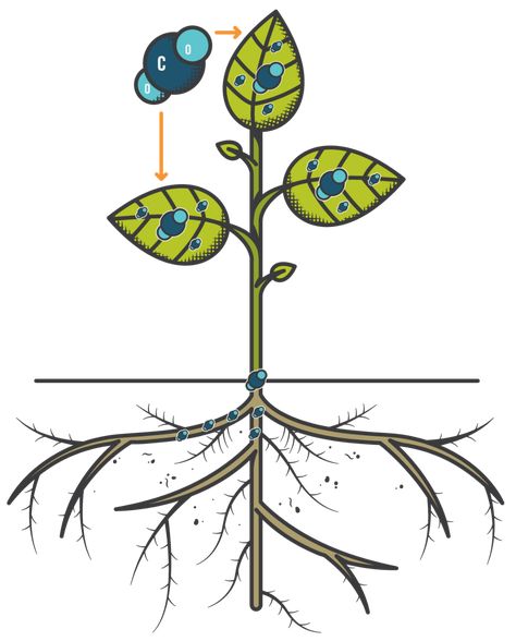 Carbon Sequestration - Rodale Institute Organic Agriculture, Carbon Sequestration, Agriculture, Wind Chimes, Things To Come, Outdoor Decor