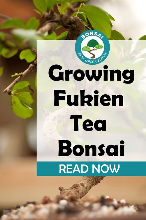 Fukien Tea Tree Bonsai, Bonsai Growing, Fukien Tea Bonsai, Garden Bonsai Tree, Bonsai Fruit Tree, Elm Bonsai, Bonsai Making, Bonsai Pruning, Indoor Orchids