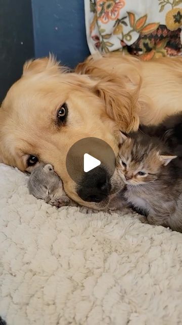 Puppies And Kittens Together, Funny Animal Videos Dogs, Pictures Of Golden Retrievers, Sweet Videos, Kitty Videos, Cute Fluffy Kittens, Chien Golden Retriever, Dog Cat Pictures, Photos Of Cats