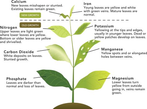 Nutrient/Mineral Deficiency We've created a diagram that should help you identify any possible nutrient or mineral deficiencies that your plant may be suffering of. We use Chilli Focus to feed our chilli plants however depending on your deficiency there are a range of other fertilisers you can also use. Growing Tomato, Tomato Farming, Tomato Growing, Tomato Seedlings, Growing Tomatoes In Containers, Trendy Plants, Grow Tomatoes, Tomato Plant, Hydroponic Growing