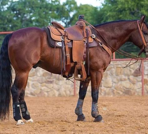 Bay Horse Western, Barrel Horses, Horses Breeds, Western Horse Riding, Ranch Horses, Miniature Ponies, Bay Horses, Cute Horse Pictures, Horse Western