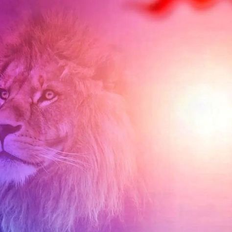 Photo Banner Background, New Banner Background Hd, Birthday Banner Ideas, Lion Background, Banner Photos, Banner Pictures, Dove Pictures, Oil Painting Background, Hanging Craft Ideas