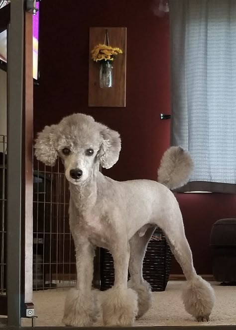 Standard Poodle Haircut Styles Short, Poodle Summer Haircut, Poodle Summer Cut, Short Poodle Haircut, Mavis Hair, Doodle Cuts, Standard Poodle Haircuts, Toy Poodle Haircut, Poodle Haircut Styles