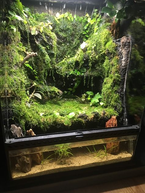 Semi Aquatic Terrarium, Tree Frog Paludarium, Betta Paludarium, Bioactive Paludarium, Swamp Terrarium, Small Paludarium, Paladarium Design, Cave Terrarium, Frog Paludarium