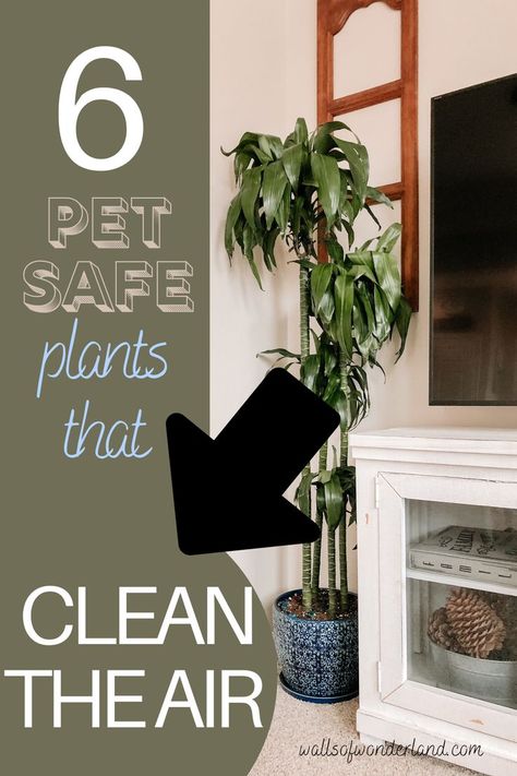 pet safe plants, plants that purify the air, houseplants that clean the air, best houseplants, indoor plants, plants for inside, air purifying plants, houseplants that clean the air, pet safe houseplants Pet Safe Plants, Indoor Plants Pet Friendly, Tall House Plants, Cat Safe House Plants, Pet Friendly House Plants, Dog Safe Plants, Safe House Plants, Dog Friendly Plants, Best Office Plants