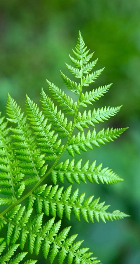 Wallpapers Bright, Fern Background, Fern Photography, Macro Fotografia, Green Images, Green Floral Wallpaper, Floral Wallpapers, Leaf Photography, Backgrounds Iphone