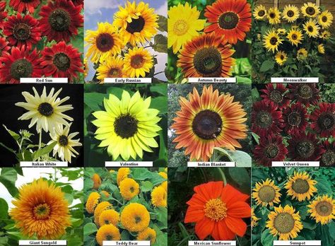 fall sunflower and pumpkins | Aster flowers: Perennials...come in pink, white, purple, blue. Grow in ... Types Of Sunflowers, Aster Flowers, Fall Flowers Garden, Growing Sunflowers, Giant Sunflower, Aster Flower, Sunflower Garden, Garden Types, White P