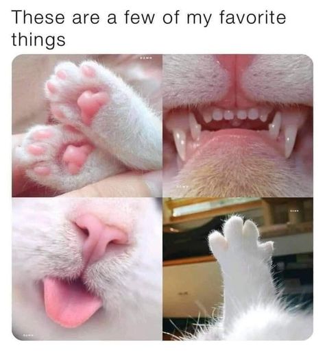 Cute Cat Memes, Funny Cat Memes, Funny Cute Cats, Cute Cats And Dogs, Silly Cats, Pics Art, Pretty Cats, My Favorite Things, Cute Little Animals