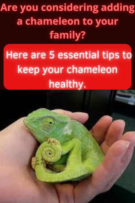 how to take care of a chameleon / chameleon/ pet chameleon / chameleon care / how to take care for a veiled chamelen]on Chameleon Care, Chameleon Cage, Reptile Care, Chameleons, Healthy And Happy, Pet Hacks, Entertainment, Pet