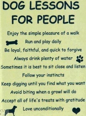 Absolutely LOVE All of Our Fur Babies!!! 🐶🐶🐶🐶🐶🐶🐶 Dale Carnegie, Must Love Dogs, E Card, Dog Quotes, Simple Pleasures, Animal Love, Training Tips, Good Advice, Border Collie