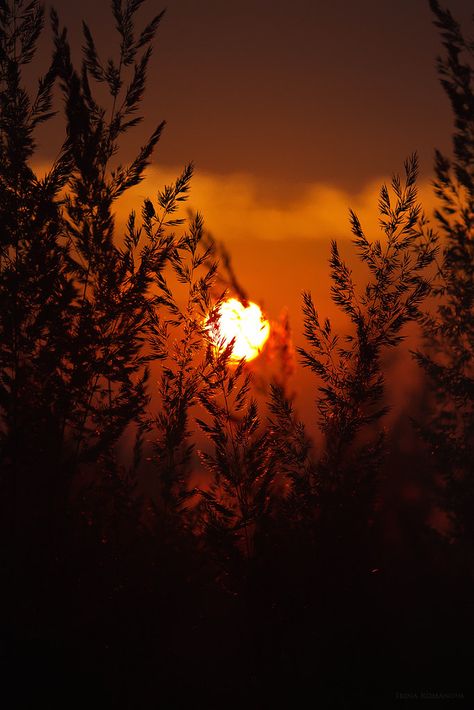 Grass at the dawn | One early morning | Irina Romanova | Flickr Sun Dawn Aesthetic, Dawn Photography Morning Light, Dawn Astethic, Dawn Core, Dawn Aesthetic, Sun Dawn, Dark Sunset, Bright Night, Forest Background