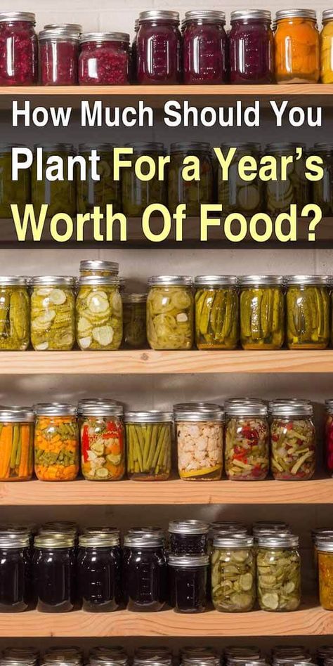 How Much Should You Plant for a Year's Worth of Food? Food For A Year, Food Planning, Survival Gardening, Garden Types, Home Vegetable Garden, Survival Food, Food Garden, Veggie Garden, Canning Recipes