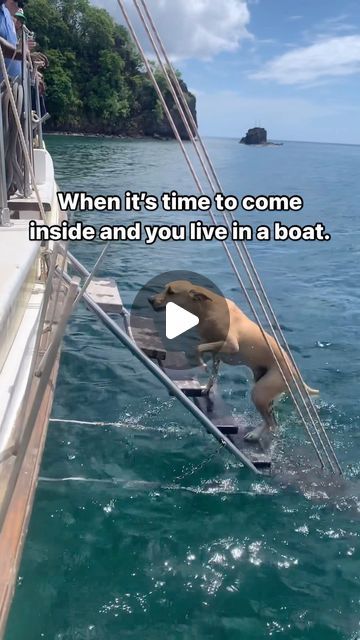 Derek Pickell on Instagram: "Yoda climbing back on-board after playing in the beach. #corsairsailing #rescuedog #rescuedogs #sailing #woodenboats #travel #boating #liveaboard #dogs #dogsofinstagram #ocean #caribbean #grenada" Sailing The Caribbean, Liveaboard Boats, In The Beach, All Things Cute, Wooden Boats, Rescue Dogs, The Caribbean, Boating, Climbing