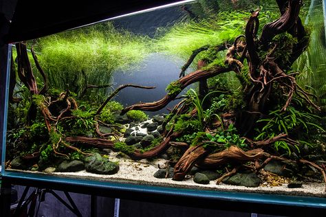 regeneración-21 Fish Aquarium Ideas, Wabi Kusa, Biotope Aquarium, Aquarium Garden, Cool Fish Tanks, Aquascape Design, Fish Tank Design, Betta Aquarium, Tropical Fish Tanks