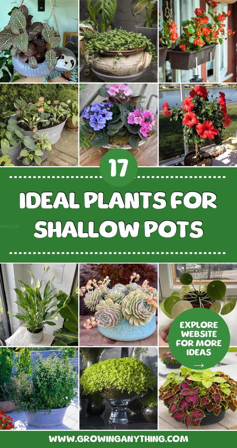 Add charm to small spaces with these plants for shallow pots that thrive beautifully in compact settings. Discover new ways to make the most of limited gardening space. Plants For Shallow Pots, Best Plants, Cool Plants, Container Gardening, Gardening Tips, Soil, Small Spaces, Plants