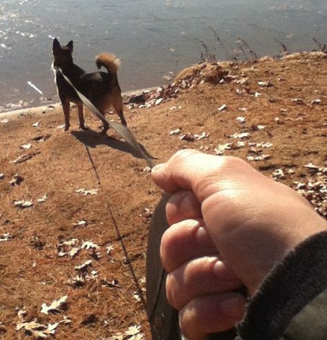 Leash pulling help Loose Leash Walking, Dogs Training, Street Corner, Walk Together, Go For A Walk, Train Your Dog, How To Train Your, Training Your Dog, Dog Leash