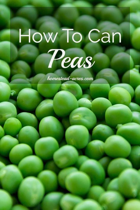 How To Can Peas. Canning peas is easy! Come and see how to easily and safely can your own peas. | www.homestead-acres.com Canning Peas, How To Grow Peas, Canning For Beginners, Grow Peas, Canning Pressure Cooker, Canning Granny, Growing Peas, Pressure Canning Recipes, Canning 101