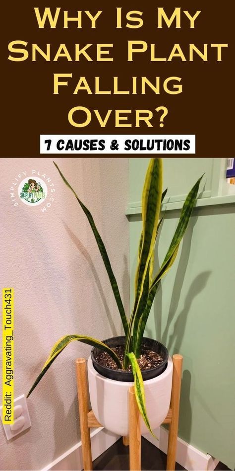 "Discover why your Snake Plant is falling over with our guide on the 7 common causes and solutions. Learn about Snake Plant drooping leaves, how to care for your Sansevieria plant, and tips for repotting your Snake Plant for optimal growth. Whether you have a Snake Plant in your bedroom or an outdoor landscape, we cover types of Snake Plants and their needs. " Snake Plant Collection, Snake Plant Types, Snake Plant Indoor Decor, Snake Plant Decor Ideas, Snake Plant Wall, Snake Plant In Water, Types Of Snake Plants, Mother In Law Plant, Snake Plant Decor