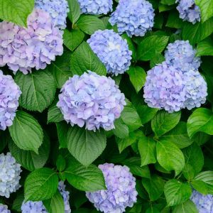 Do Hydrangeas Need to Be Cut Back for Winter? A Gardener's Guide - Creative Homemaking Hydrangea Winter Care, Types Of Hydrangeas, Winter Care, Hydrangea Care, Growing Hydrangeas, Casserole Recipes, Gardening Tips, Need This, Hydrangea