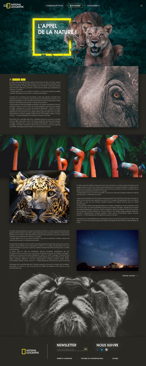 African Website Design, Wildlife Website Design, Magazine Website Design, Wildlife Magazine, Hawkeye Avengers, Landing Page Examples, Magazine Layouts, Shortcut Keys, Magazine Website