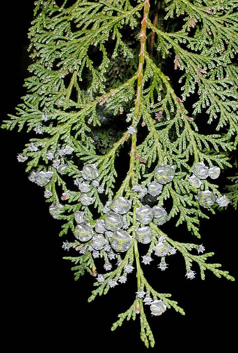 Kashmir Cypress, Himalayan Cedar Tree, Chamaecyparis Lawsoniana Ellwoodii, Chamaecyparis Lawsoniana, Cedrus Deodara, Port Orford Cedar, Acer Saccharinum, Fall 2015, Native Plants